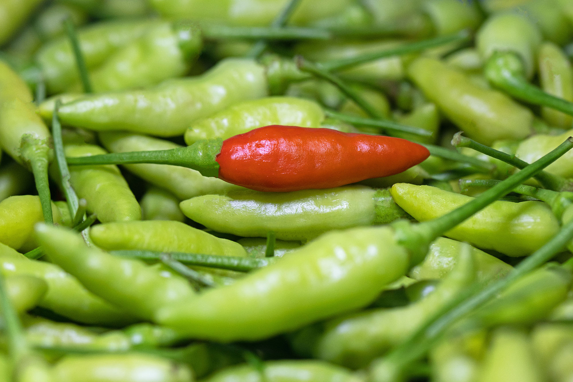 A pile of green chili peppers with one red chili pepper in the center. The image was obtained from Unsplash at https://unsplash.com/photos/8kXmfhcWHEk